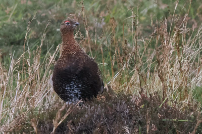 Red Grouse, near Vidlin, Shetland