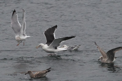 Great Black-backed & Herring Gulls, Lerwick harbour, Shetland