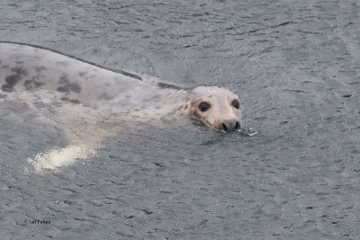 Grey Seal, Lerwick harbour, Shetland