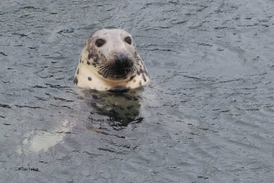 Grey Seal, Lerwick harbour, Shetland