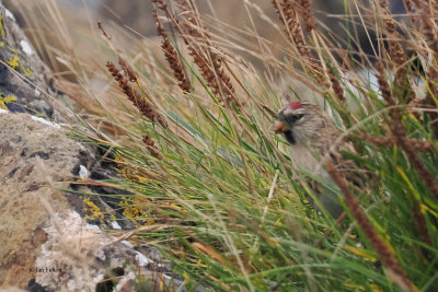 Common Redpoll, Haroldswick, Unst-Shetland