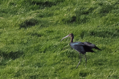 Glossy Ibis, Skaw, Unst-Shetland