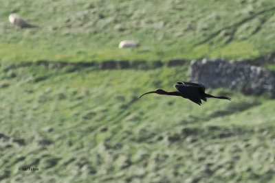 Glossy Ibis, Norwick, Unst-Shetland