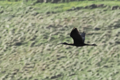 Glossy Ibis, Norwick, Unst-Shetland