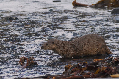Otter, Melby, Shetland