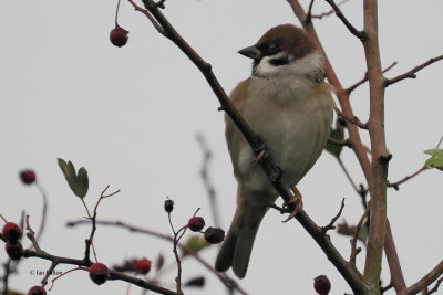 Tree Sparrow, Hillhead Farm by Croftamie, Clyde