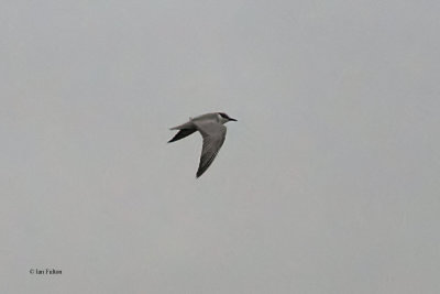 Whiskered Tern, Forfar Loch