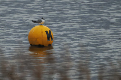 Whiskered Tern, Forfar Loch