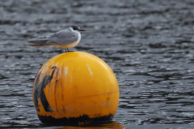 Whiskered Tern, Forfar Loch