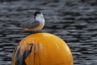 Whiskered Tern, Forfar Loch