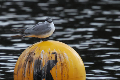 Whiskered Tern, Forfar Loch