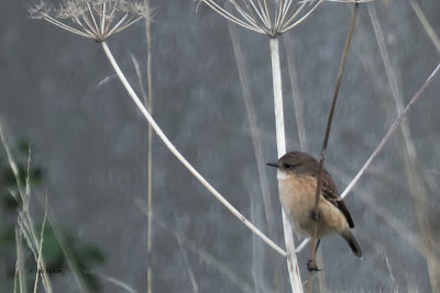 Amur/Stejnegeri Stonechat, Crail, Fife