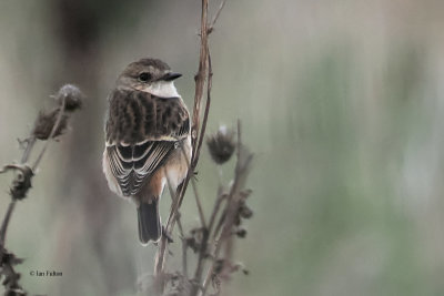 Amur/Stejnegeri Stonechat, Crail, Fife
