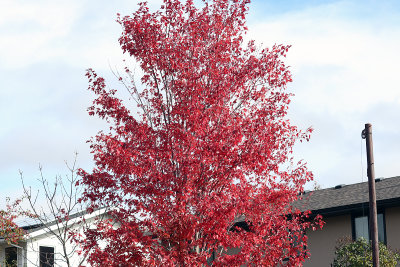 Last of the Red Tree Leaves 