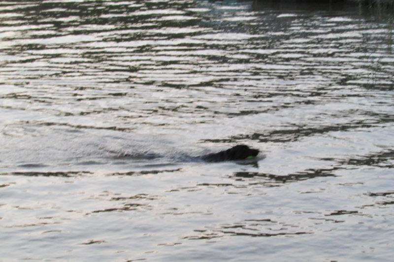 lake-6-19IMG_3861.jpg
