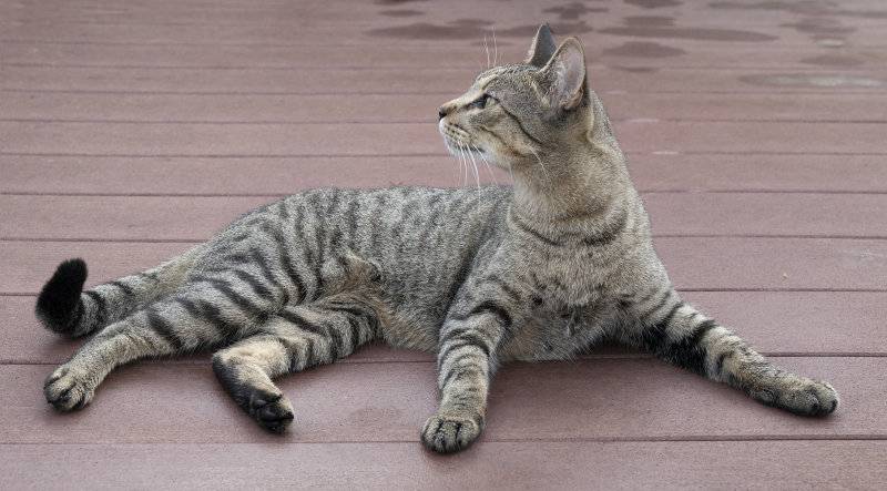 Easygoing Cat