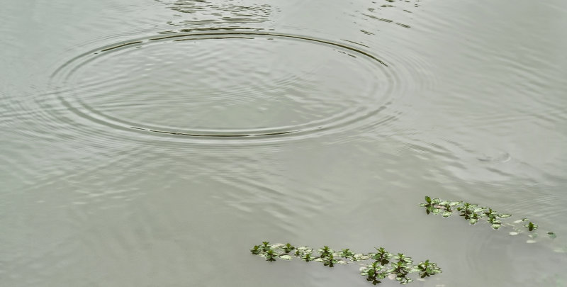 Ripple