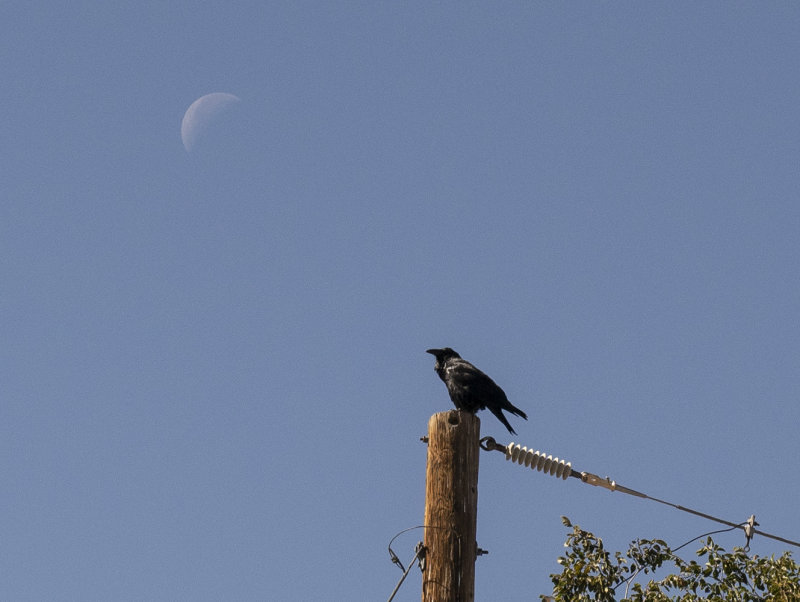 Perched Crow