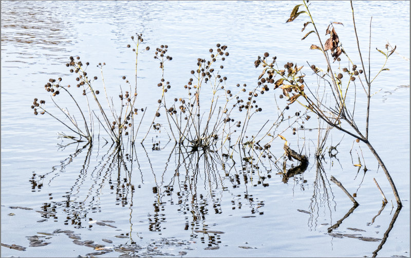 Seed Pods