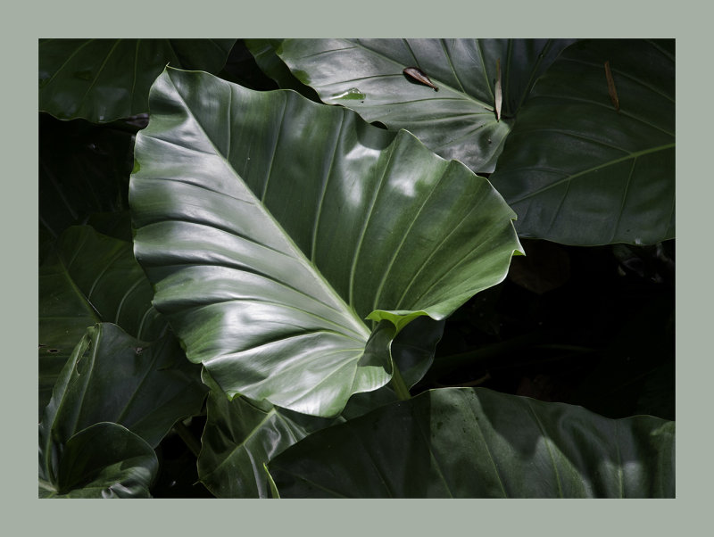 Rain Forest Splendor