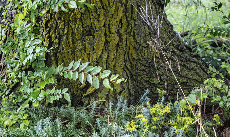 Lichen