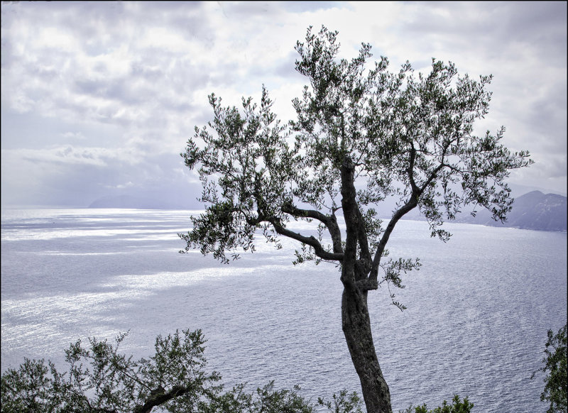 Olive Tree, Liguria