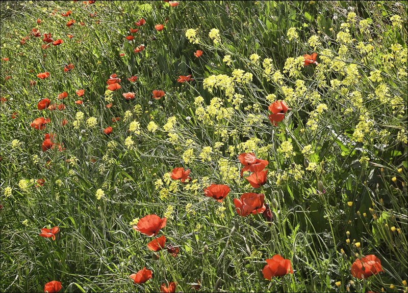 Poppy and Wild Mustard
