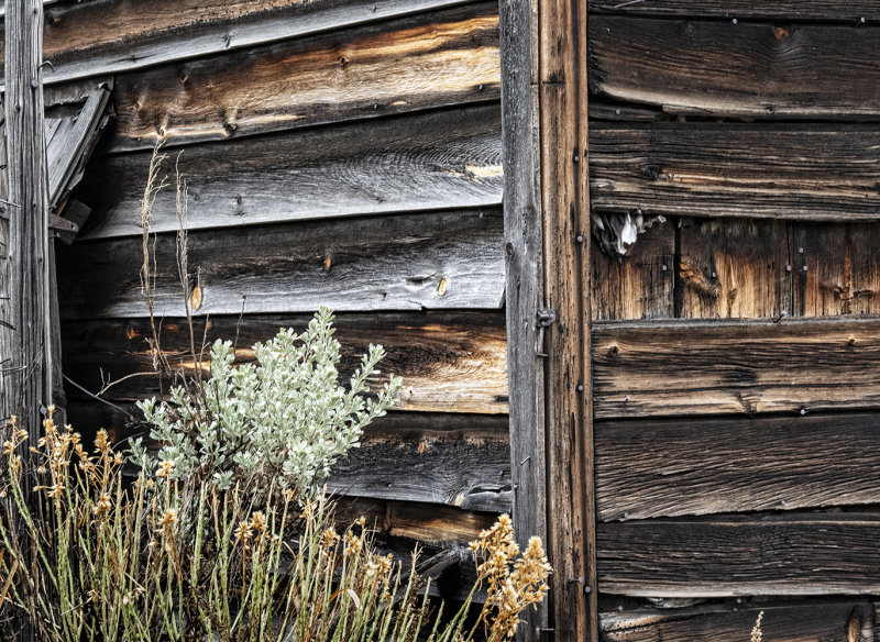 New Growth Sagebrush And Old Wood