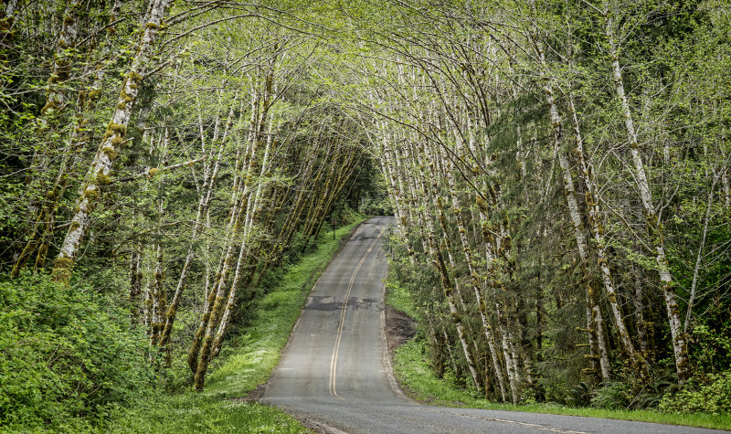 Tilted Alder Trees