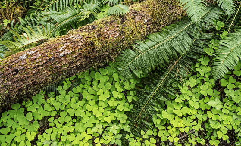 Ferns and Oxalis