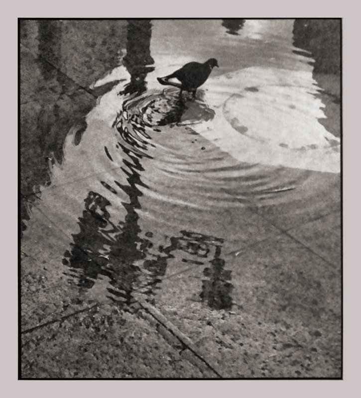 After Rain, St. Marks Square, Venice