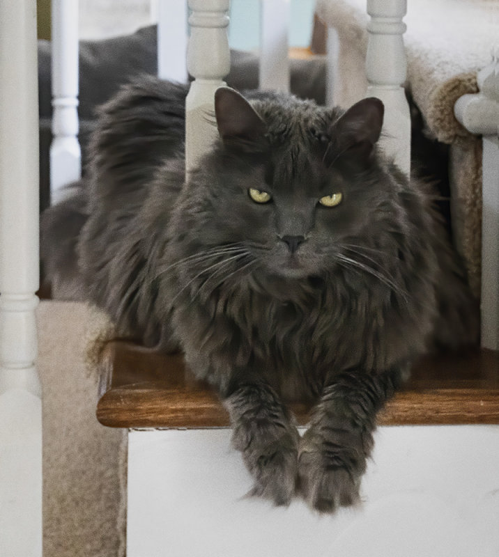 The Nephews Cat