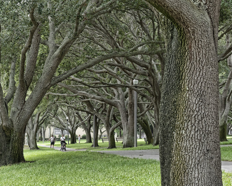 Bower Of Branches