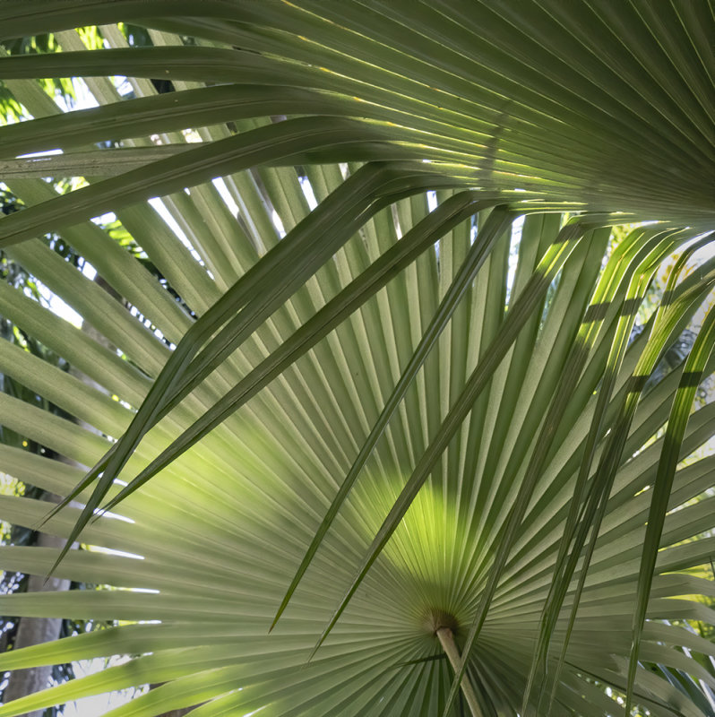 Natures Overlay