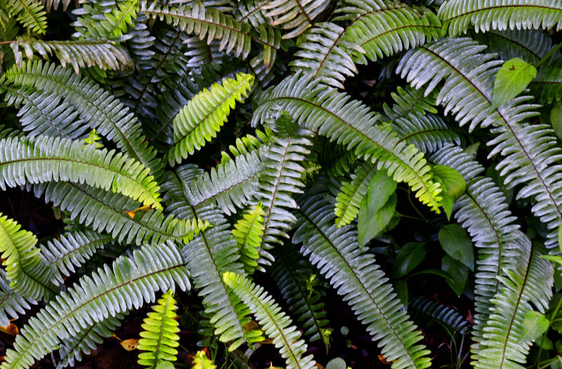 Ferns