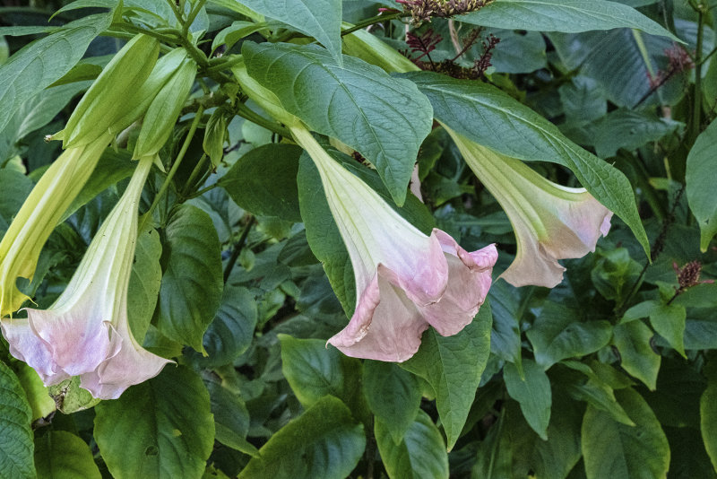 Trumpet Flowers 