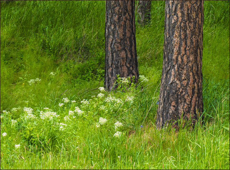 Wildflowers