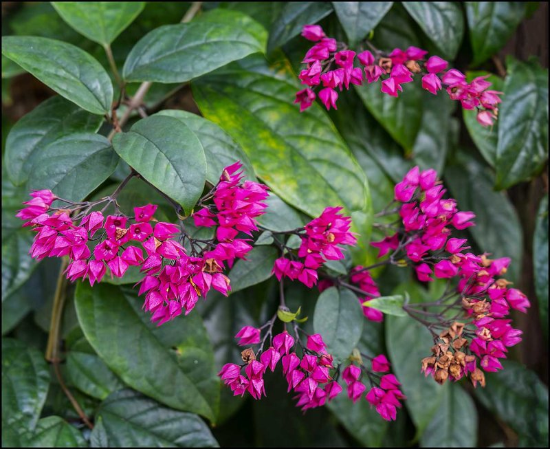 Bleeding Heart Vine