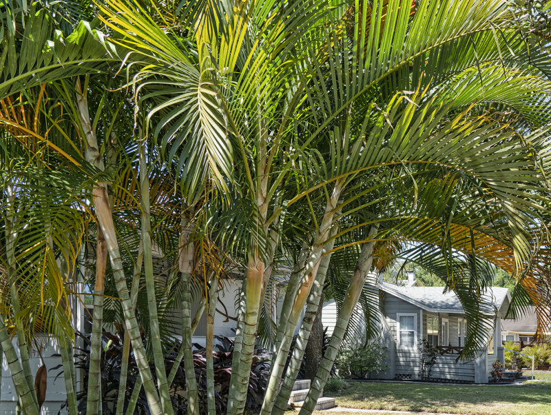 A Neat Neighborhood