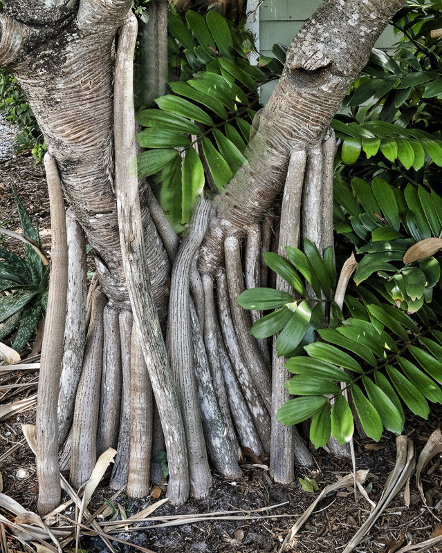 The Tree Support System