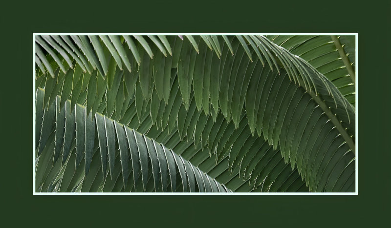 Palm Frond Complexity