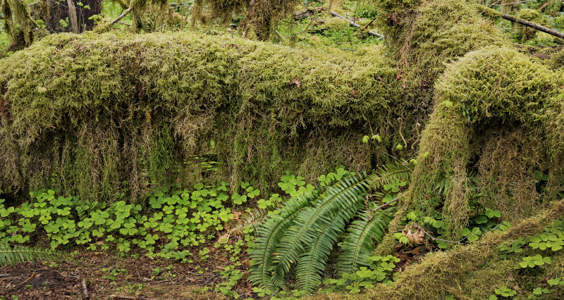 Moss, Oxalis, and Fern