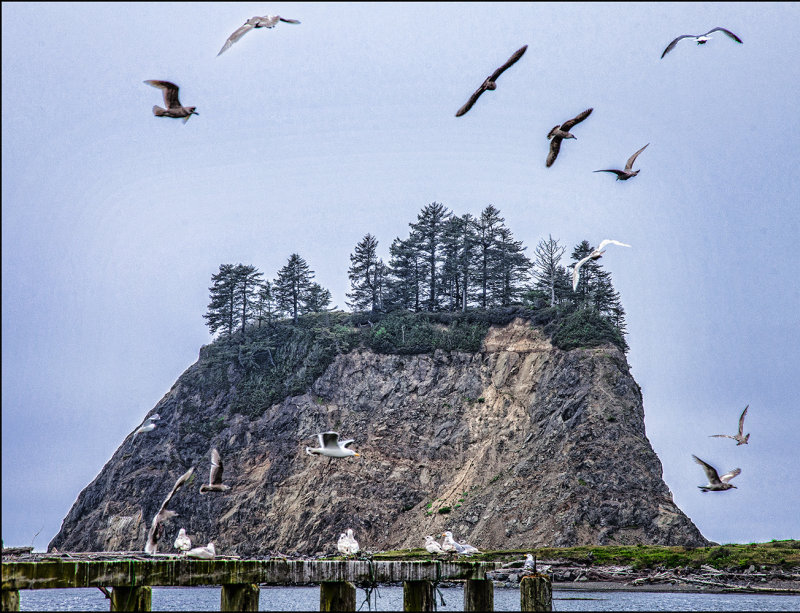 Soaring Gulls