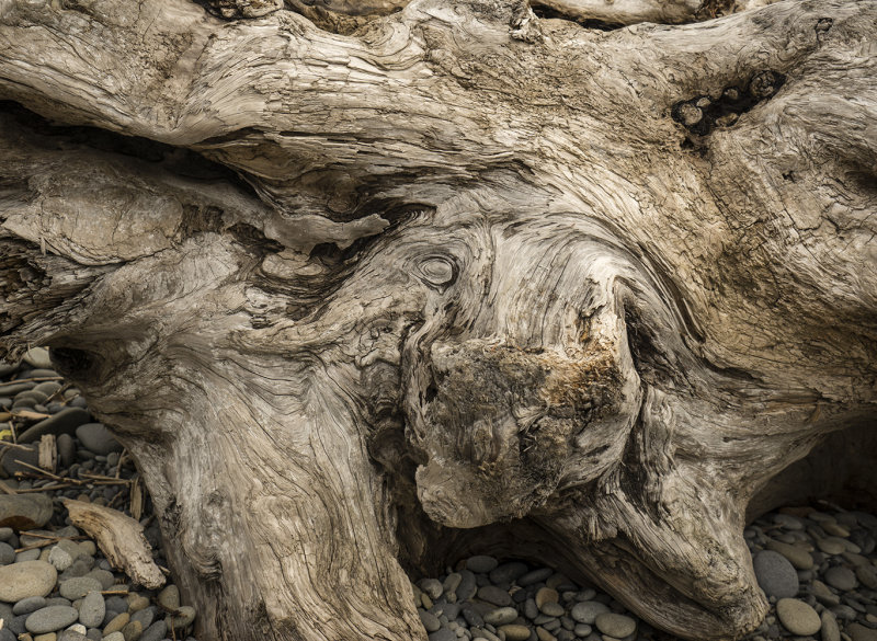 Turtle in Driftwood