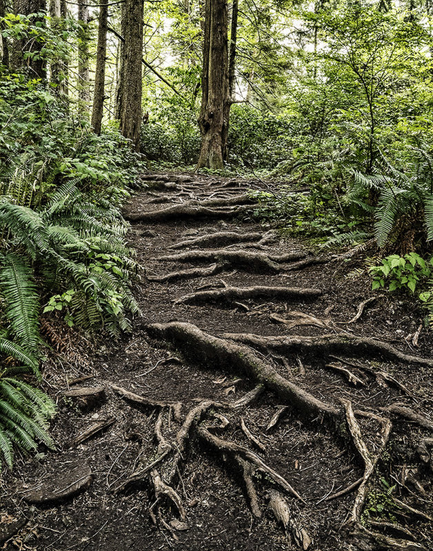 Roots,  Trail To Cape Flattery