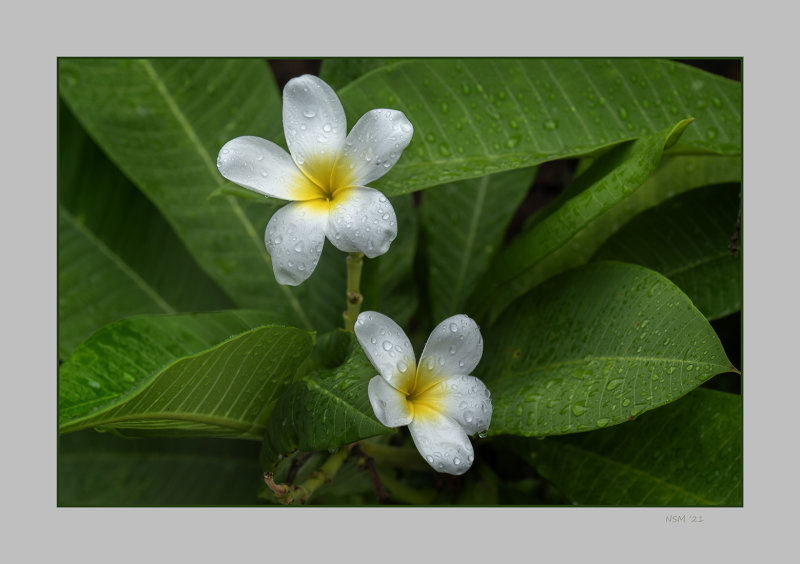 Plumeria