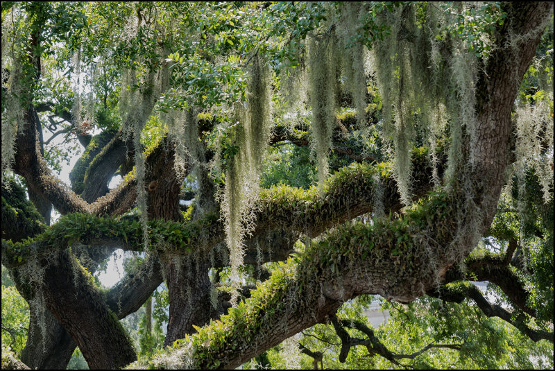 Overwhelming Spanish Moss