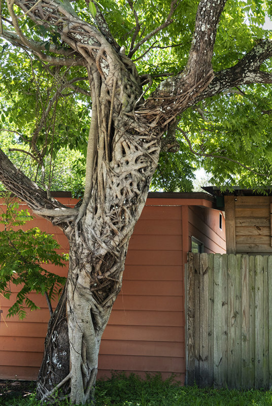 Strangler Fig Tree At Work