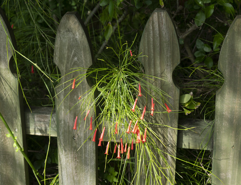 Firecracker  Plant