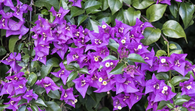 Bougainvilea.